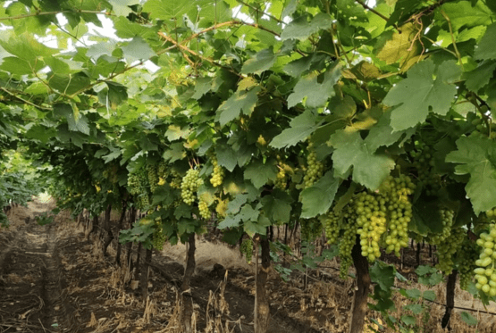 Ferrous Sulphate Implemented for Improved Grapes Farming