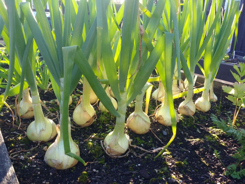 Onion Farming Improved Through Magnesium Sulphate Application - NEW BORASTE AGROTECH Pvt. LTD