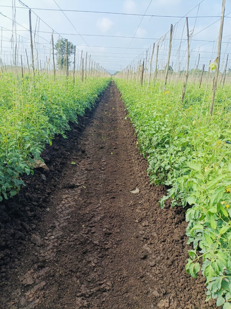 Ferrous Sulphate Implemented for Improved Tomato Farming- NEW BORASTE AGROTECH PVT. LTD