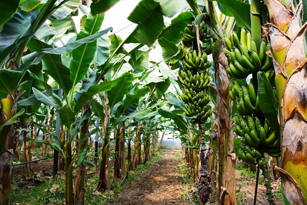 MAGNESIUM SULPHATE IMPLEMENTING ON BANANA FARM - NEW BORASTE AGROTECH PVT. LTD.