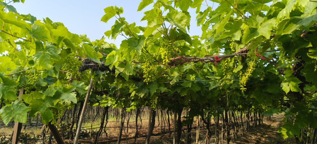 New Boraste agrotech Pvt. Ltd agriculture fertilizer company in Dindori / Nashik